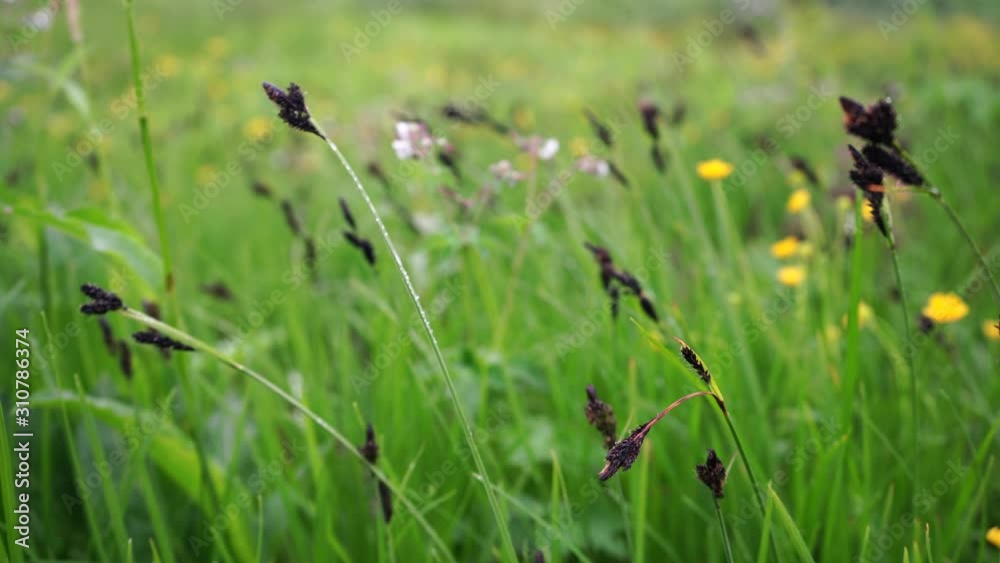 grass grass