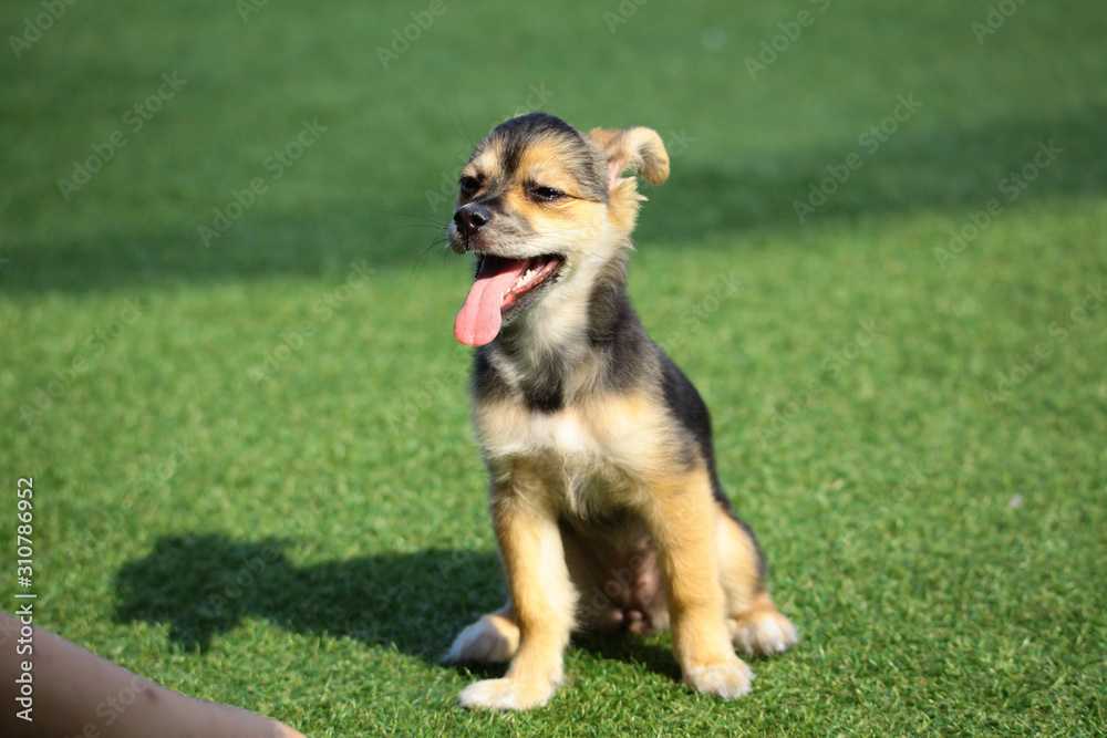 Happy puppies in a private playground Happy puppies in a private playground