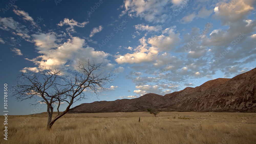 Naklejka premium Sunset viewing single tree in dry grass field with clouds.