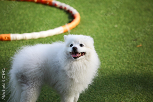 Happy puppies in a private playground