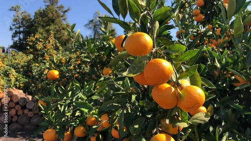 Orange mandarins on trees on plantation at Jeju island