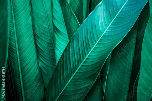 tropical banana leaf, abstract green banana leaf, large palm foliage nature dark green background
