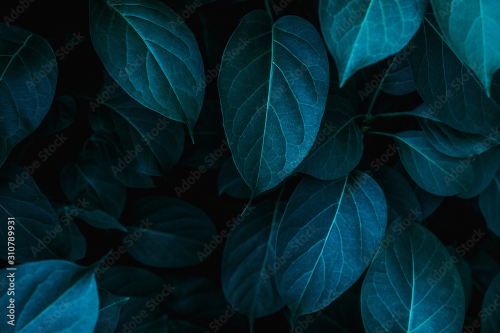Fototapeta premium tropical leaves, abstract green leaves texture, nature background