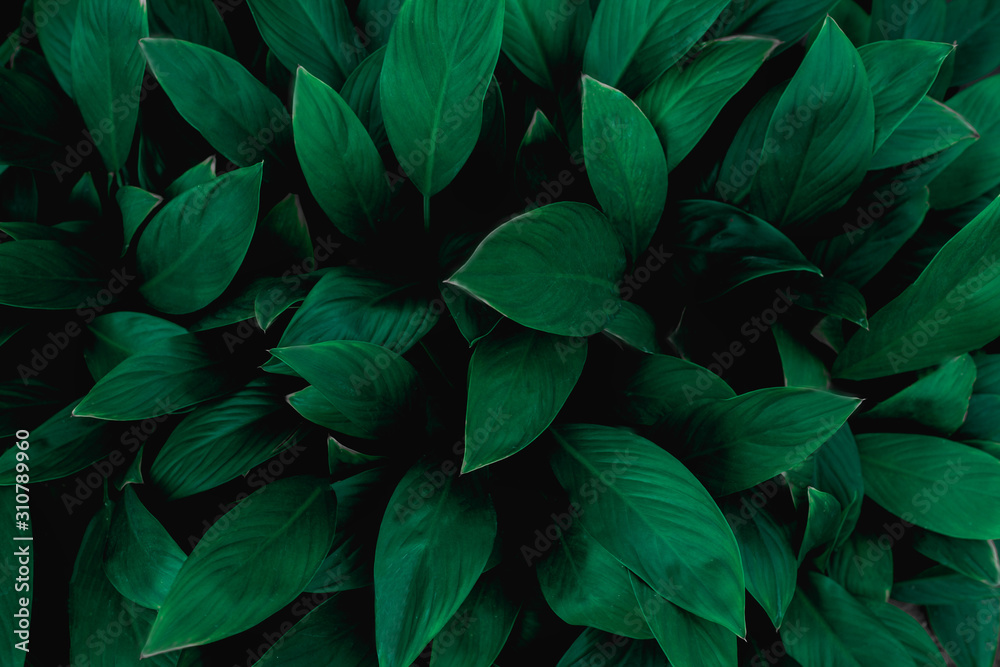 Fototapeta closeup nature view of green leaf in garden, dark tone nature background, tropical leaf