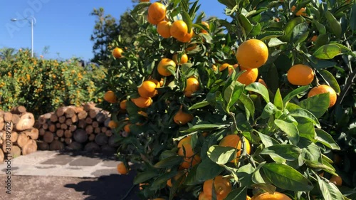 Orange mandarins on trees on plantation at Jeju island