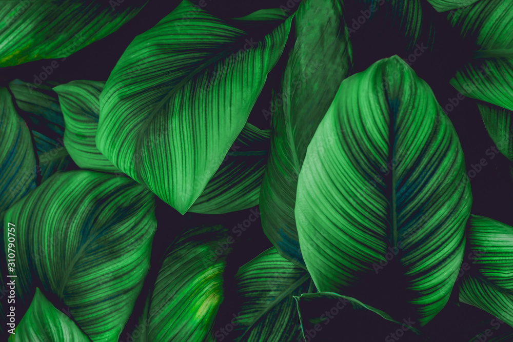 leaves of Spathiphyllum cannifolium, abstract green texture, nature background, tropical leaf leaves of Spathiphyllum cannifolium, abstract green texture, nature background, tropical leaf