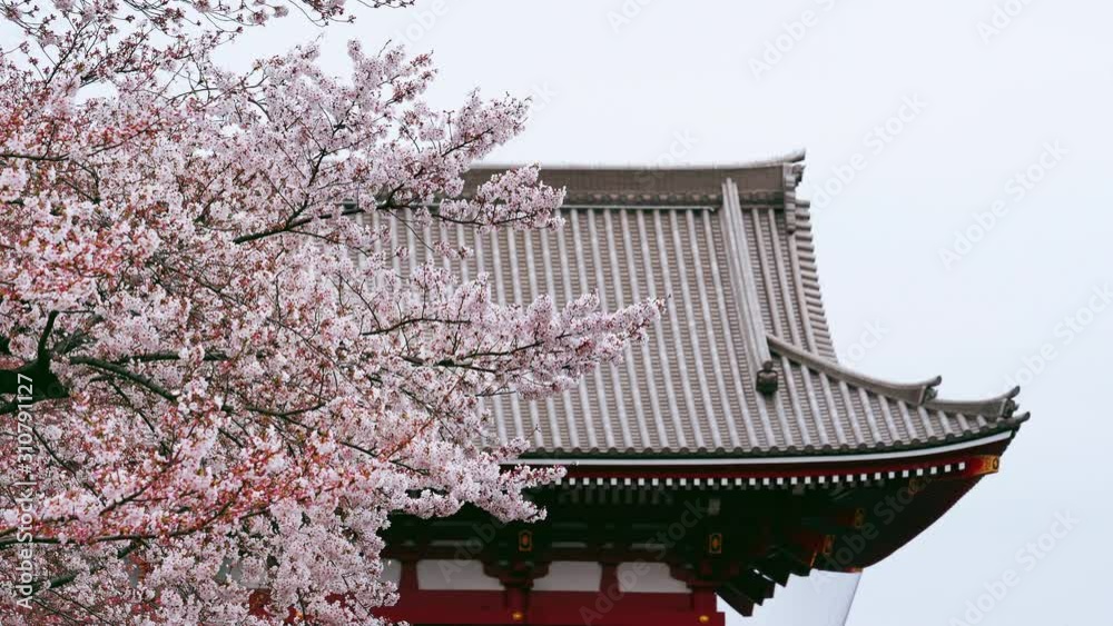 Cherry blossoms and temple roof in Tokyo, Japan. Cherry blossoms and temple roof in Tokyo, Japan.