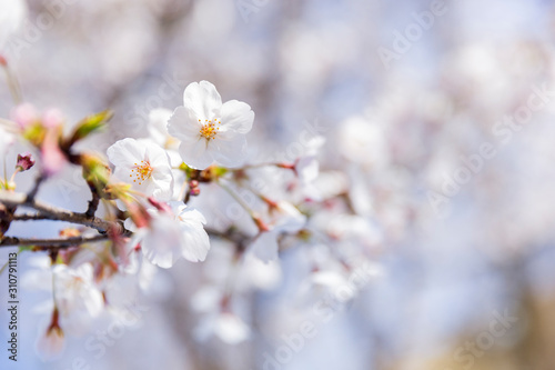 桜 © japolia
