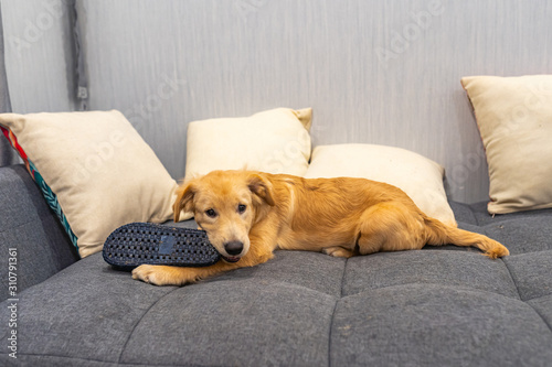 Little golden retriever dog biting a slipper on sofa bed