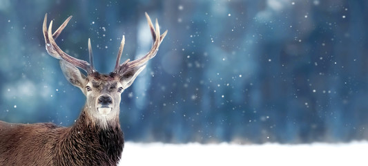 Stickers Hert Edelhert met groot gewei in winterbos  © delbars
