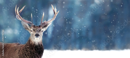 Beautiful Noble deer male with big horns in winter snow forest. Winter christmas banner. Copy space. © delbars