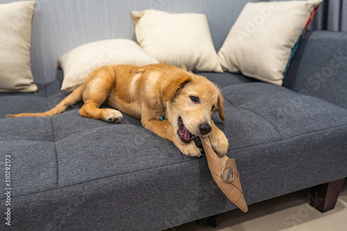 Dodgy golden puppy biting owner's shoe at living room
