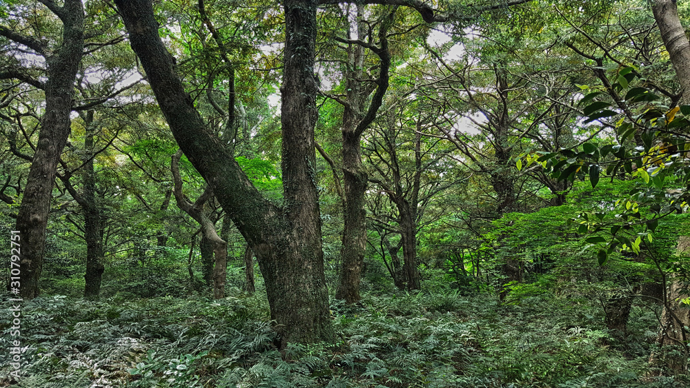 제주도 비자림 숲길 아름다운 나무와 숲 자연 풍경 제주도 비자림 숲길 아름다운 나무와 숲 자연 풍경