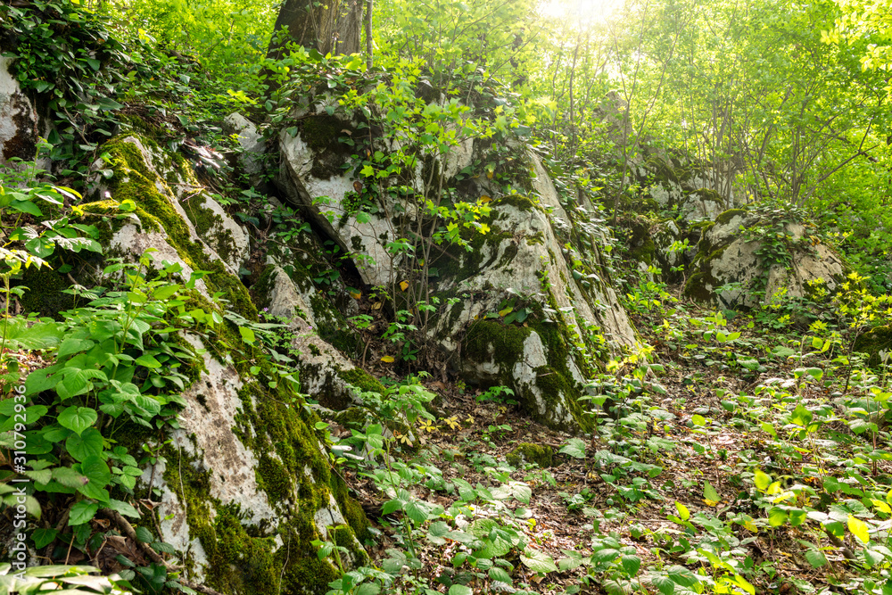 Sun through trees overgrown with moss in dense rainforest Sun through trees overgrown with moss in dense rainforest