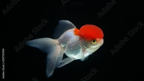 Slow motion redhead and white body Orange goldfish swimming on black background. 