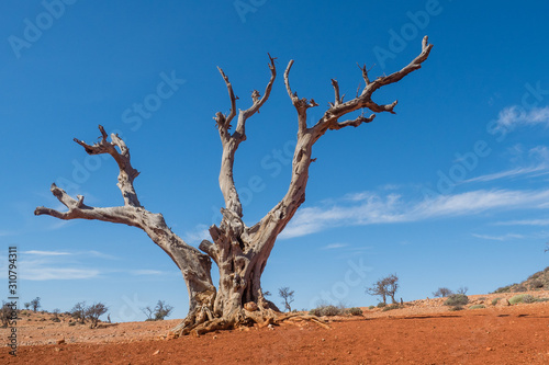 alter Baum