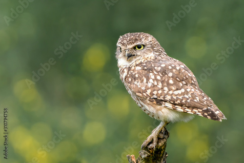 Beautiful Burrowing owl (Athene cunicularia) sitting on a branch. The lucky owl for the new year. Bokeh background with yellow dots. Noord Brabant in the Netherlands. Writing space.