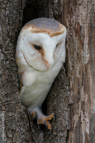 Fototapeta Naklejka Na Ścianę i Meble -  Barn owl (Tyto alba) in a tree. Noord Brabant in the Netherlands. 