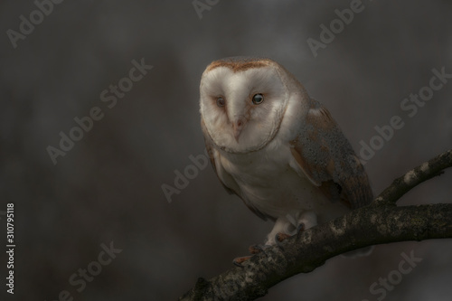 Barn owl (Tyto alba) sitting on a branch. Bokeh background. Noord Brabant in the Netherlands. Writing space.