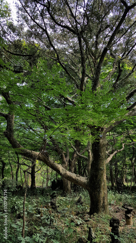제주도 비자림 숲길 아름다운 나무와 숲 자연 풍경