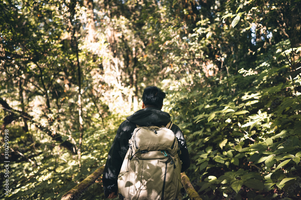 Fototapeta premium Backpack adult male photographer travelling in to the forest.