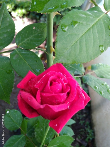 Red  rose  flower with green leaves in the garden