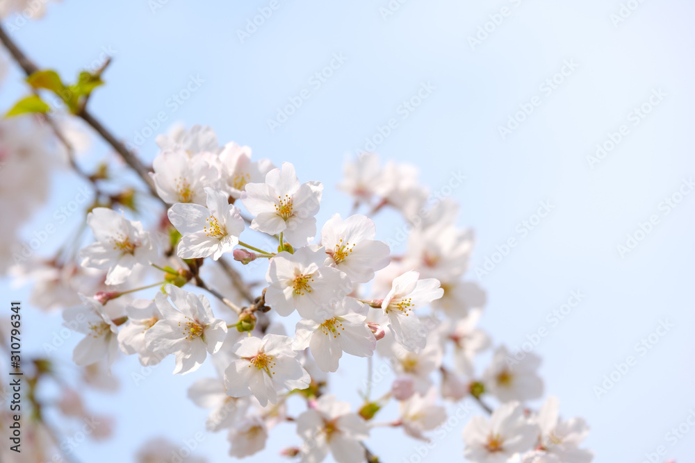 写真素材:桜 ソメイヨシノ 満開 アップ コピースペース 写真素材:桜 ソメイヨシノ 満開 アップ コピースペース