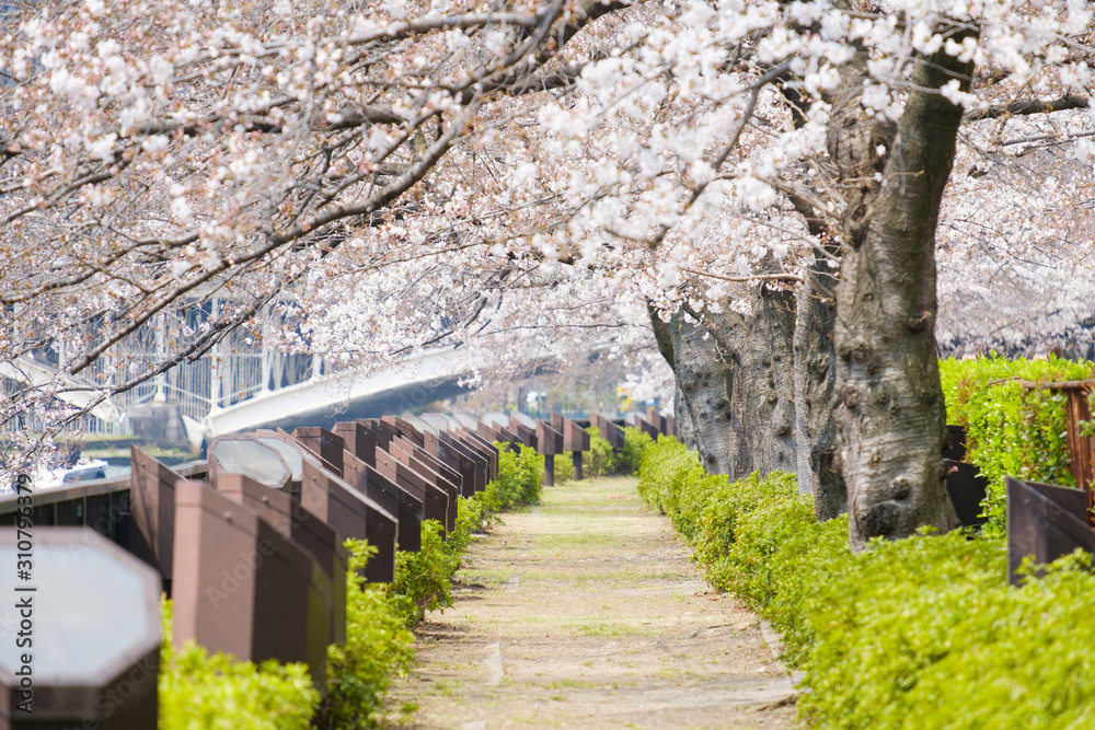 大阪の桜並木　通り抜け　満開　春爛漫