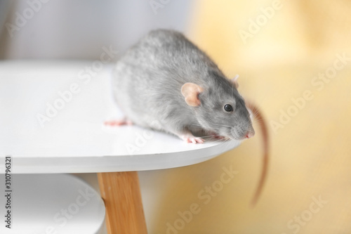 Cute rat on table in room