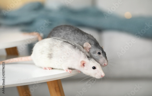 Cute rats on table in room photo