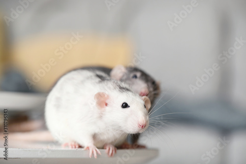 Cute rats on table in room