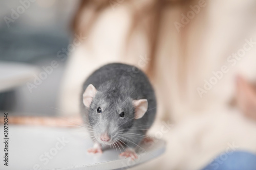 Cute rat on table in room