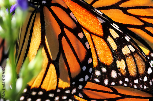 Photography Monarch Butterfly Wings. Natural background.