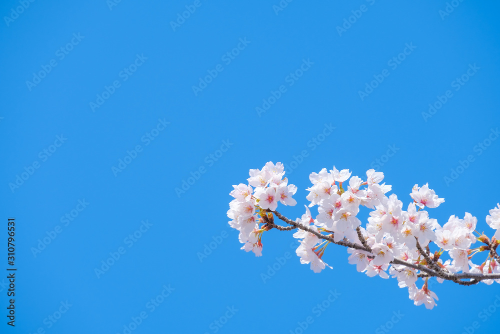 写真素材：桜　ソメイヨシノ　満開　アップ　コピースペース