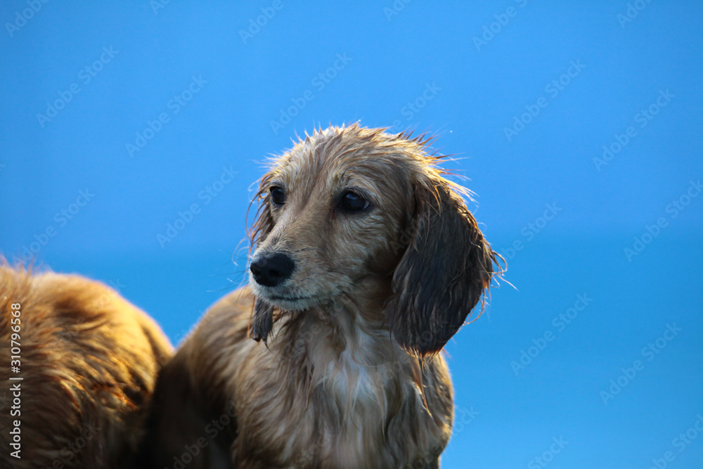 Obraz premium Swimming puppies in swimming pool