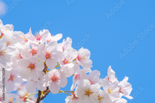 写真素材：桜 ソメイヨシノ 満開 アップ コピースペース