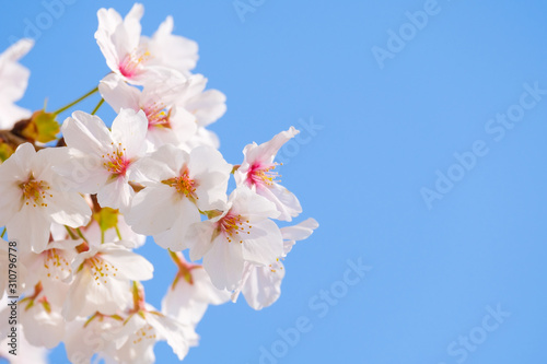 写真素材：桜 ソメイヨシノ 満開 アップ コピースペース