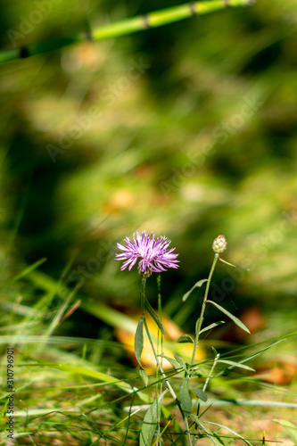 Purple Thistle photo