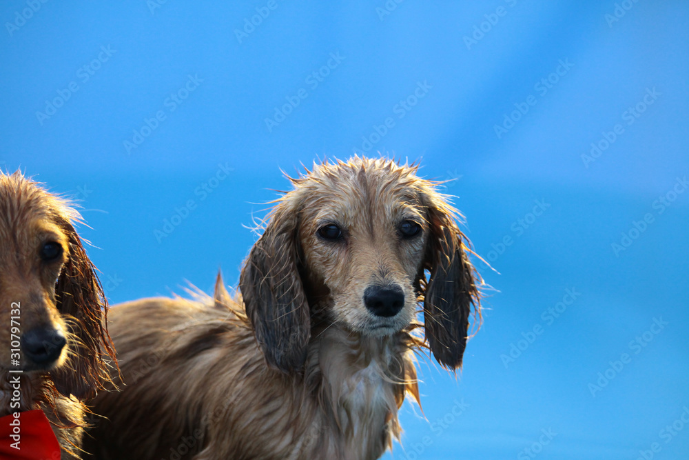 Swimming puppies in swimming pool Swimming puppies in swimming pool