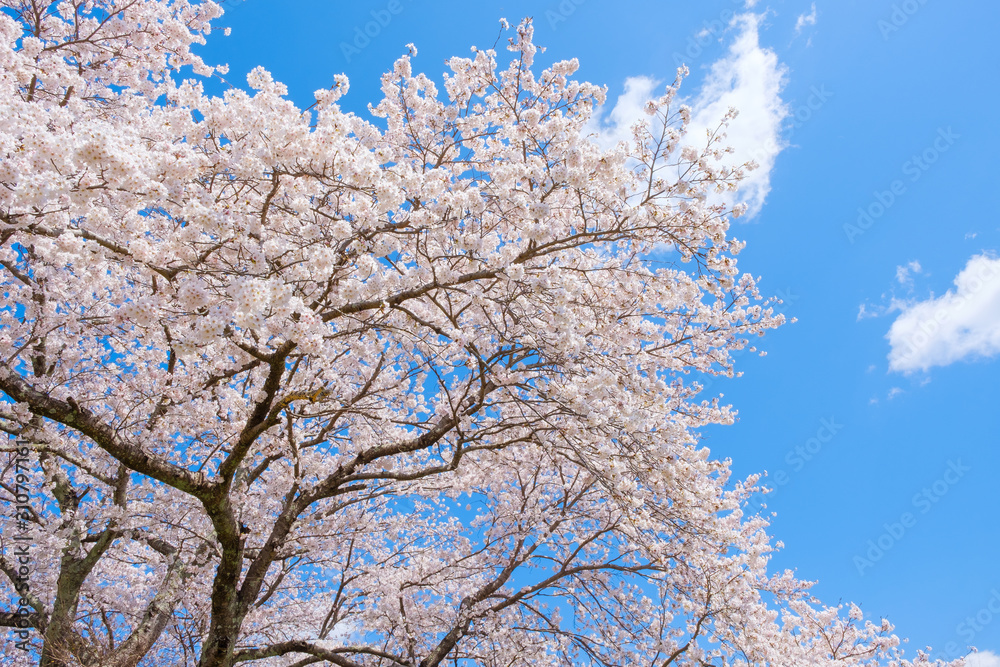 【写真素材】：桜　ソメイヨシノ　春イメージ　満開