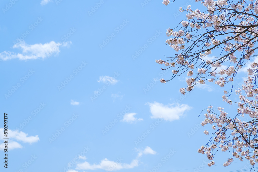 【写真素材】:桜 ソメイヨシノ 春イメージ 満開 【写真素材】:桜 ソメイヨシノ 春イメージ 満開