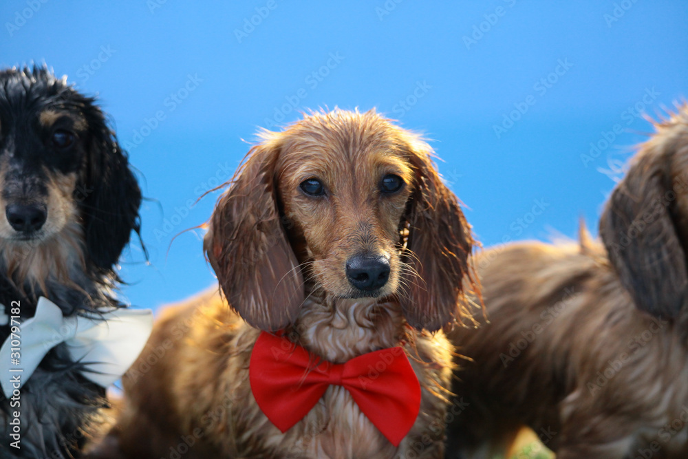 Obraz premium Swimming puppies in swimming pool