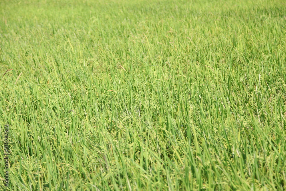 Rice plant in rice field Rice plant in rice field