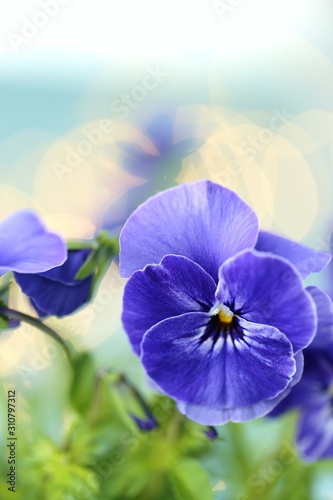 Spring Pansy flowers. purple pansies on a t blue background.Floral spring background
