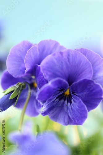Spring Pansy flowers. purple pansies on a blue background.Floral tender spring background