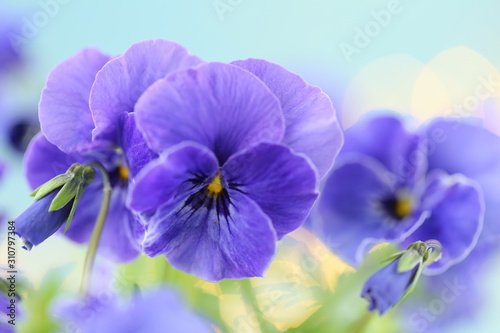 Spring Pansy flowers. purple pansies on a light blue background.Floral tender spring background