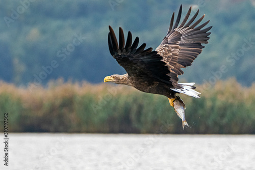 Fotografia white tailed eagle (Haliaeetus albicilla) taking a fish out of the water of the oder delta in Poland, europe