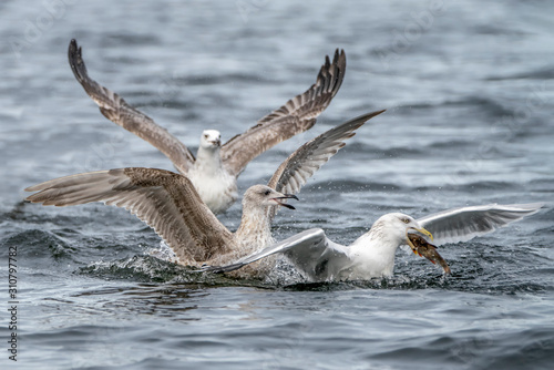 Three Caspian Gulls  Larus cachinnans  fight with each other for a fish in the water of the  oder delta in Poland  europe.