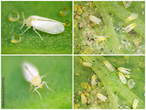 Silverleaf whitefly, Bemisia tabaci (Hemiptera: Aleyrodidae) is a currently important agricultural pest. Nymphs and adults  photo