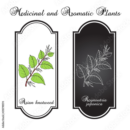 Asian,or Japanese knotweed Fallopia japonica , medicinal plant
